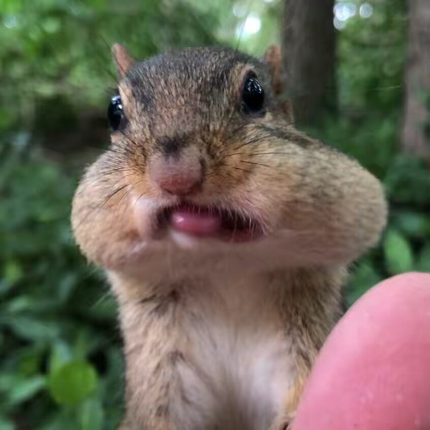 Chipmunks of TikTok