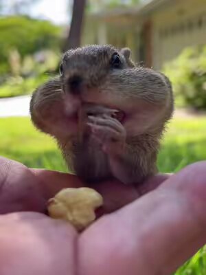 Fill the cheeks Squishy, fill the cheeks #fyp #animals #nature #cuteanimals #squishy #chipmunk
