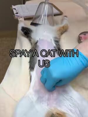The cutest calico came in to get a spay done! Here at Stanton Pet Hospital, we provide low-cost spay and neuter services. If you have a community cat that needs to be fixed, please give us a call at (714) 828-5891. We also accept Orange County vouchers for free spay and neuter services. If you need assistance acquiring vouchers, call us and ask for Kathy 🤍 She is very knowledgeable and can help you with the process. We are open Monday through Friday, 9 AM–6 PM 🐶🐱 #catsoftiktok #veterinary #vetmed #tnr #stantonpethospital 