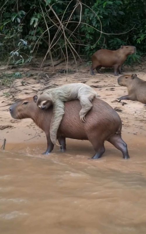 he didn't even think twice 🥹 #capybara #sloth #amazon #wildlifeencounter #animalrescue 