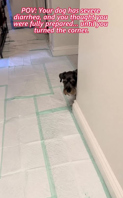 His gut bacteria were out of balance, so I covered the floor and thought I had finally outsmarted the diarrhea. The wall proved me wrong. #DogGutBalance #DogDiarrheaProblems #DogProbiotics #PetTok #DogMomProblems