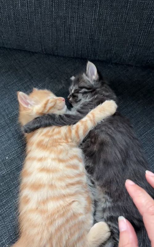 🥹❤️ #cuteness #kitten #cat #babiesoftiktok #cuddle 