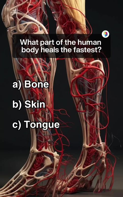 Anatomy Quiz! 🧠  #anatomy #anatomyclass #medicine #knowledge #quiz #quizz #question #answer #quizchallenge #quiztime #quizshow #learn #LearnOnTikTok #greysanatomy 