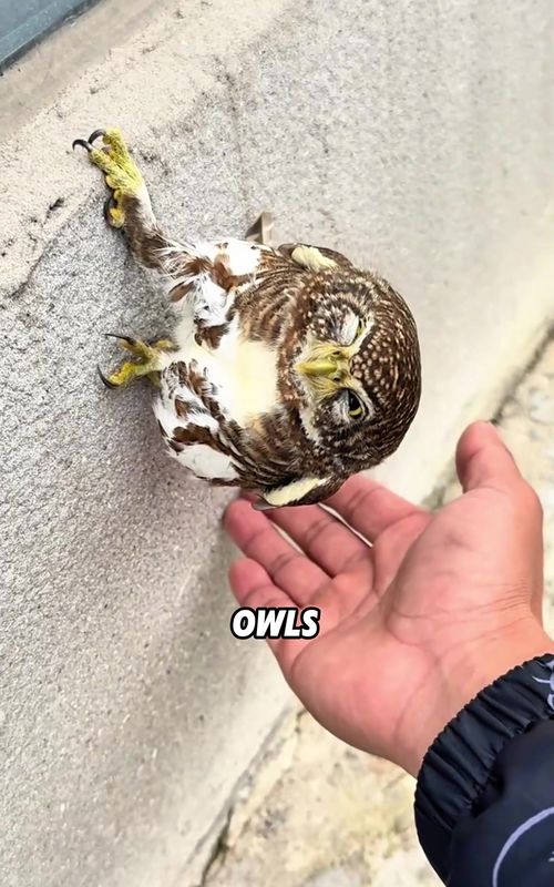 5 Amazing Things You Never Knew About Owls!#animals #funny #fyp  #foryou  #owl 