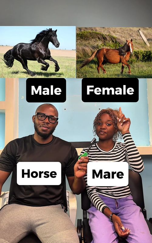 Did you know these in English?🇺🇸😮 #englishonline #learnenglish #englishtips #speakenglish #animal 