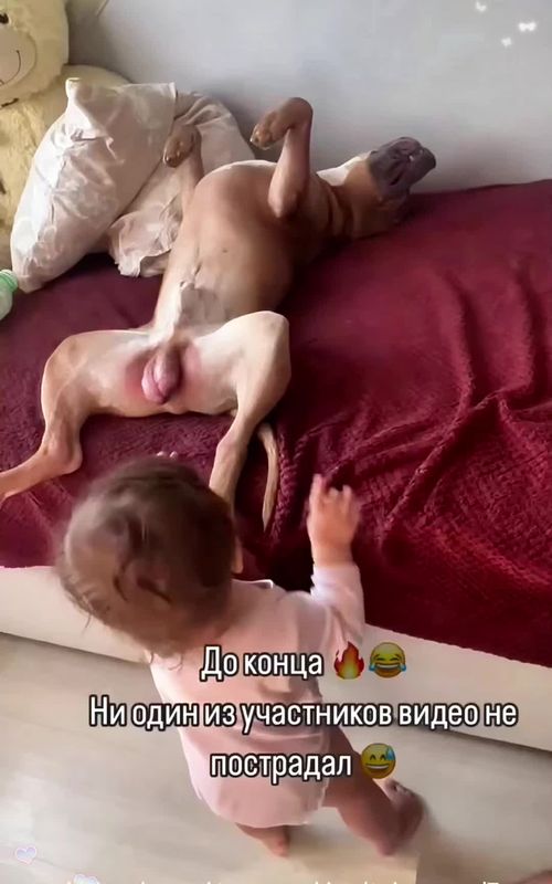 The sweetest friendship💕#dog #dogsoftiktok #fyp #feeling #foryou #viral #emotional #trending #viralvideo #love #baby #lovedogs #babysoftiktok #cute #bestfriend 