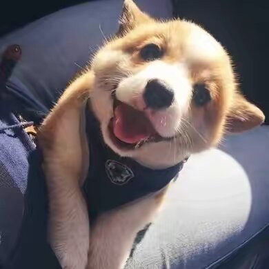 pawsomedog128