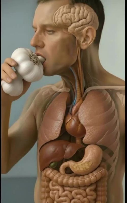 what happens while you garlic “Garlic = Heart & Immunity Boost!” This video is for educational purposes only and is not intended for commercial use," #fyp #health #garlic #educational #anatomy 