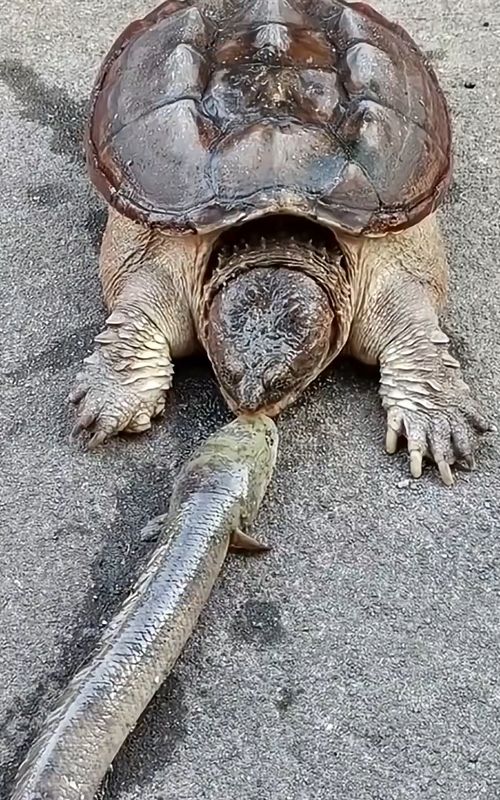 What Happens If a Snapping Turtle Tries to Bite a Cat？ 🐢🐈 #DidYouKnow #FunFacts #LearnOnTikTok #InterestingFacts #MindBlown