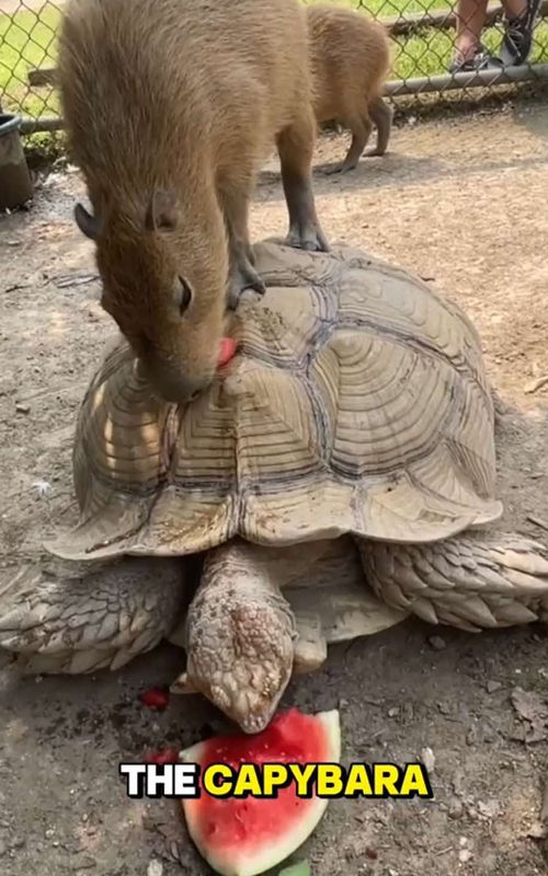 Why does the whole jungle get along with the capybara? Even predators leave it alone.#animals #facts #Capybara