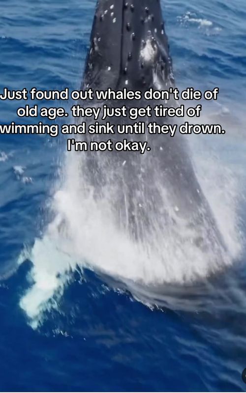 #fyp #whale #ocean #animals #facts 