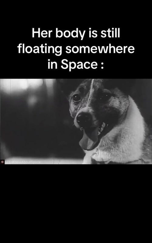 In 1957, during the Space Race, a small stray dog named Laika was chosen for a mission no one could survive. She became the first living being ever sent into space, aboard Sputnik 2. 🐶🚀 Laika was not a hero by choice. She didn’t understand the mission, the fame, or the sacrifice. There was no plan to bring her back. Her journey helped humanity understand how living beings react in space… but it came at a terrible cost. Today, we remember Laika — not as an experiment, but as a symbol of the price paid for progress. #space #laika #sad #story #fyp
