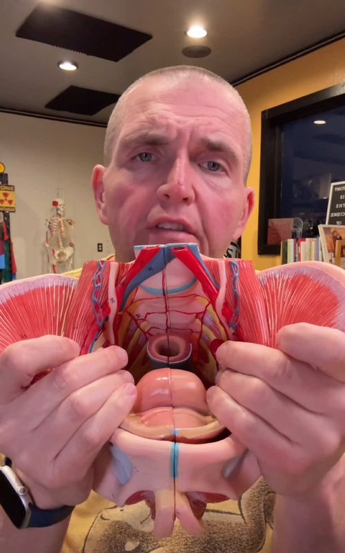 Education of the reproductive variety. Where does a large penis go during intercourse. Let’s talk about the anterior fornix and the posterior fornix. #TikTokLearningCampaign #todayilearned #Science #anatomy 