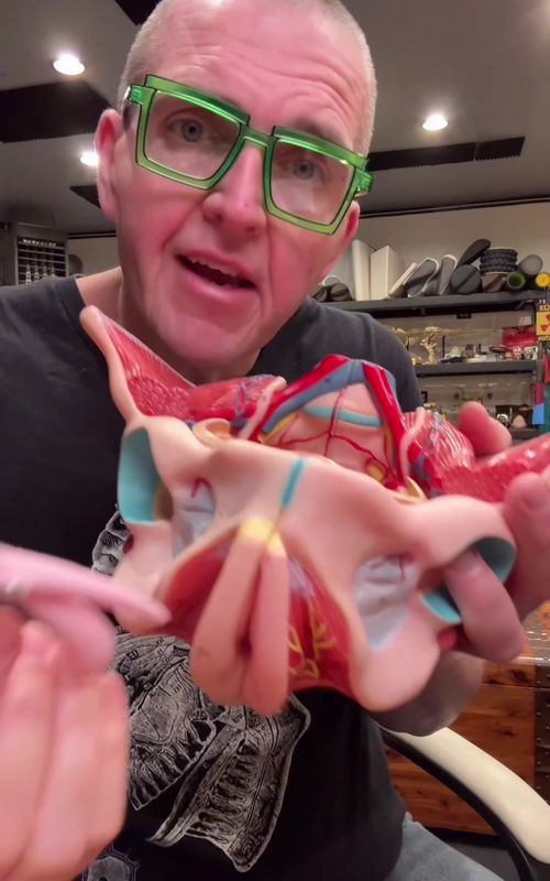 A crash course in female anatomy!Education of the reproductive variety for the men ( and anyone else who may need it). #TikTokLearningCampaign #Science #anatomy #medical 