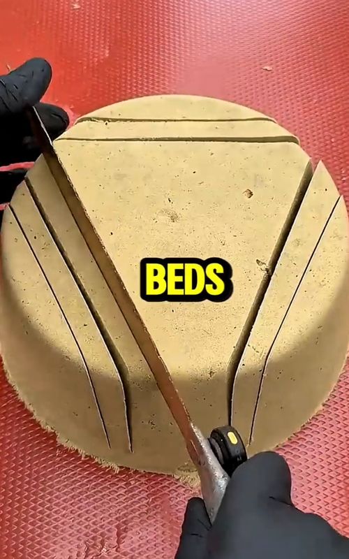 Did you know 😂 🛏️  #LearnOnTikTok #facts #funnyfacts #dumbfacts #didyouknow 