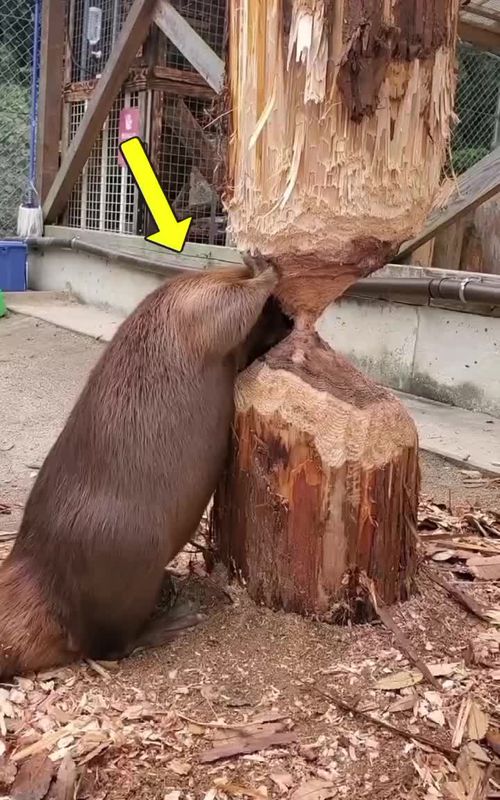 Why Beavers Must Chew Trees to Survive Beavers chew trees mainly to keep their constantly growing teeth worn down, preventing them from becoming too long and affecting their ability to eat. #interesting #unique #discovery #education #interestingfacts  Credits: @OddAnimalSpecimens / YT @Back40BonesProductions / YT