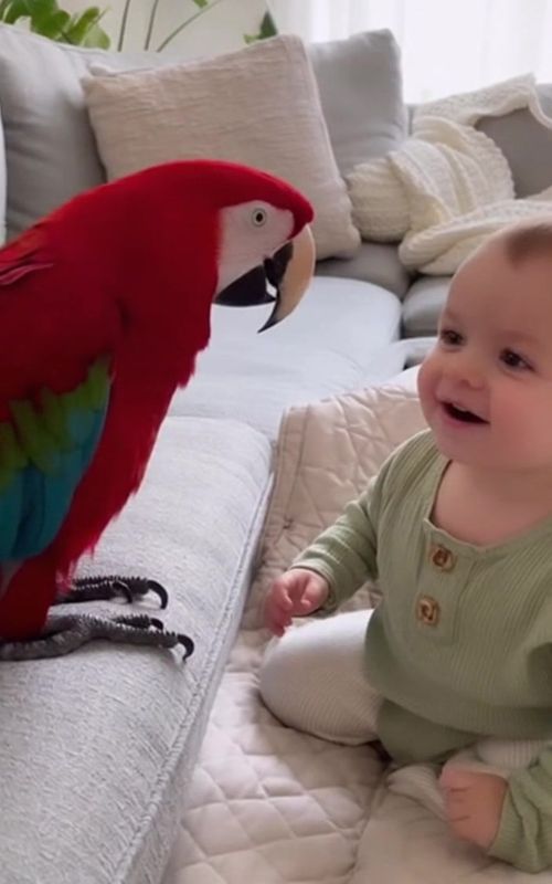 Mimzo Tries to Teach a Baby to Talk… But It Doesn’t Go as Planned!” 😄🦜👶 #F#FunnyParrotC#CuteBabyMomentsM#MimzoTheParrotA#AdorableFailsheartwarming 