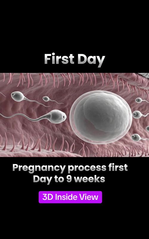 Pregnancy 3D process first day to 9 weeks fetal formation #pregnancyjourney #fetaldevelopment #pregnancyprocess #fertilization 