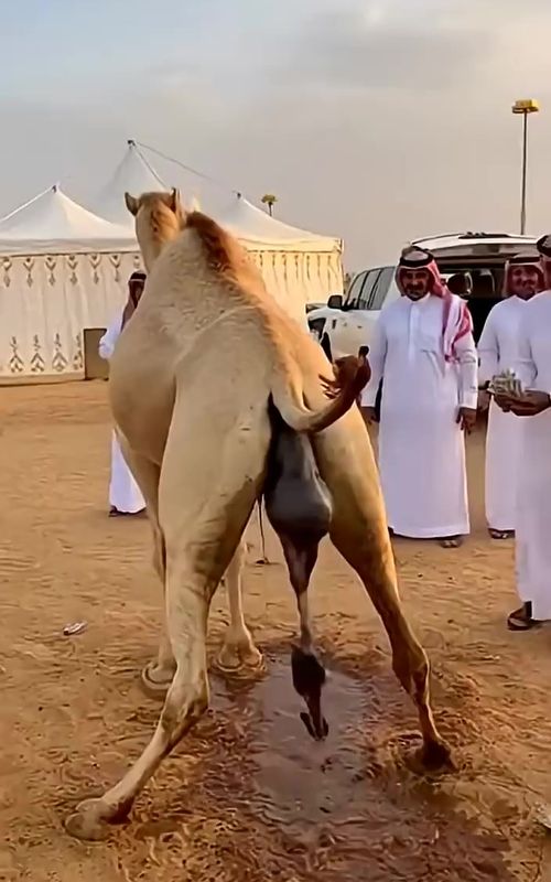 Arabs celebrating the birth of a baby camel like it’s the biggest party of the year — welcome to the family, little boss!#Fun #Viral #FunnyMoments #CamelLife 