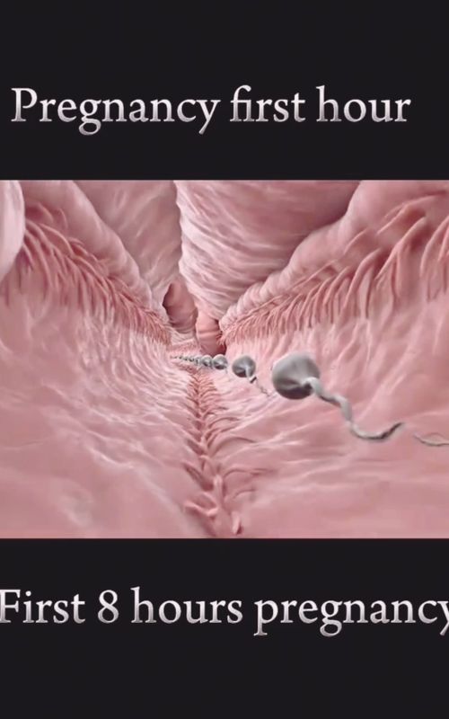The First 8 Hours of Pregnancy | What Really Happens Inside the Body.  #drameerusa  #pregnancy  #babyinwomb  #usa  #usatiktok  #foryou 