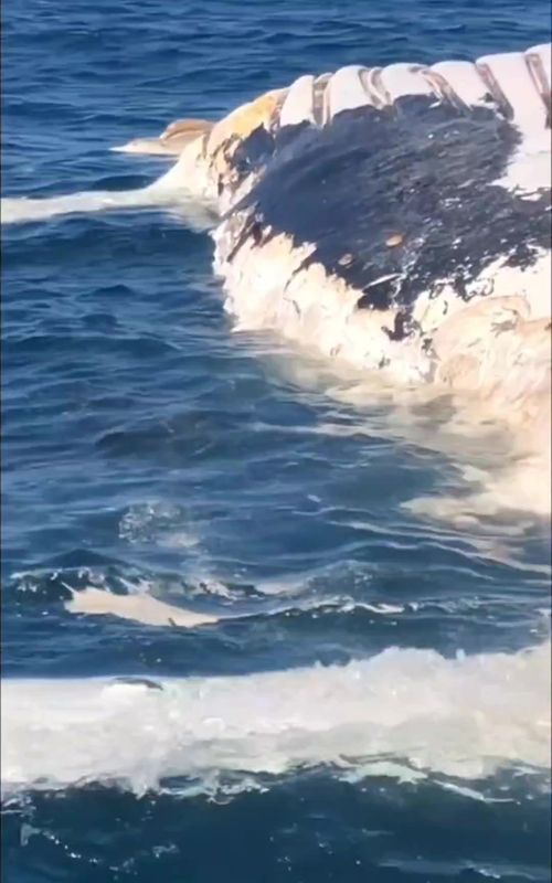 Je ne peux pas croire la fin de la vidéo 😱🤯 Avez-vous déjà vu ça ?  #northsea #ocean #explore #adventure #fyp 