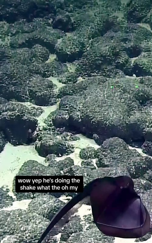 Ever see a #gulpereel do THAT? #deepseagulpereel #eel #fish #deepseafish #deepseavideo #oceanvideo #oceanexploration #nautiluslive #evnautilus #deepsea #deepocean #oceananimal 