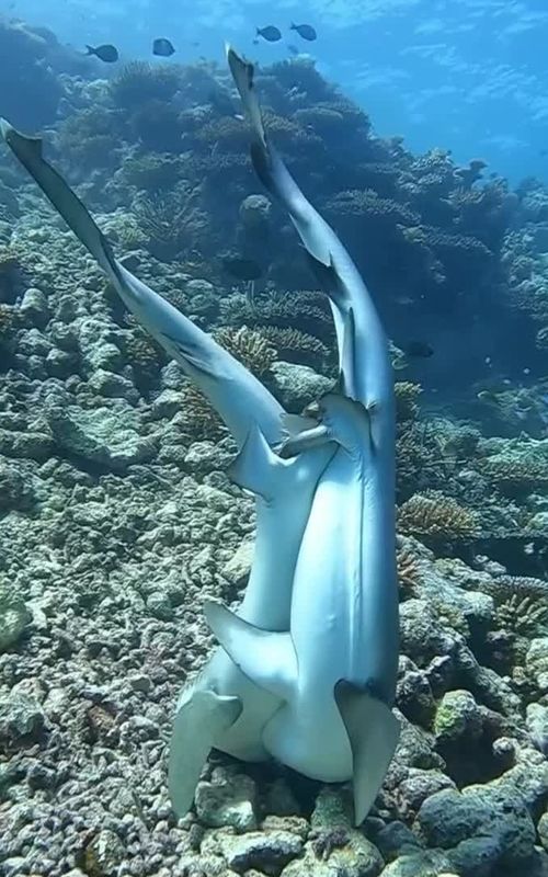 “Did You See How the Shark Enjoys Its Happy Time with the Remora?” #shark #remora #oceanlife #underwaterworld #sealife #marinelife #sharkencounter #divingadventures #wildlifephotography #underwaterphotography #sealovers #oceanmagic #blueplanet #naturebeauty #sharklife
