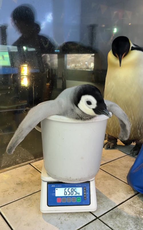 バケツからあふれ出る！ #エンペラーペンギン　#アドベンチャーワールド