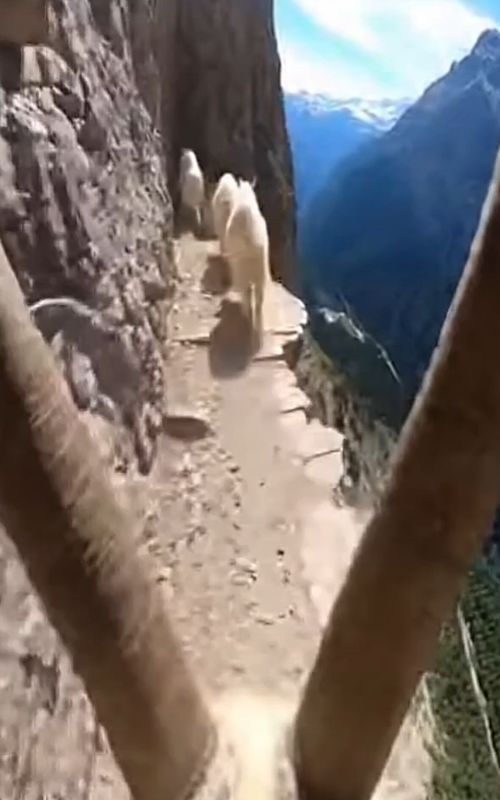 Goats of Mountain on Route #goat #mountain #viral #fyp #treanding #mountaindew #mountaingoats