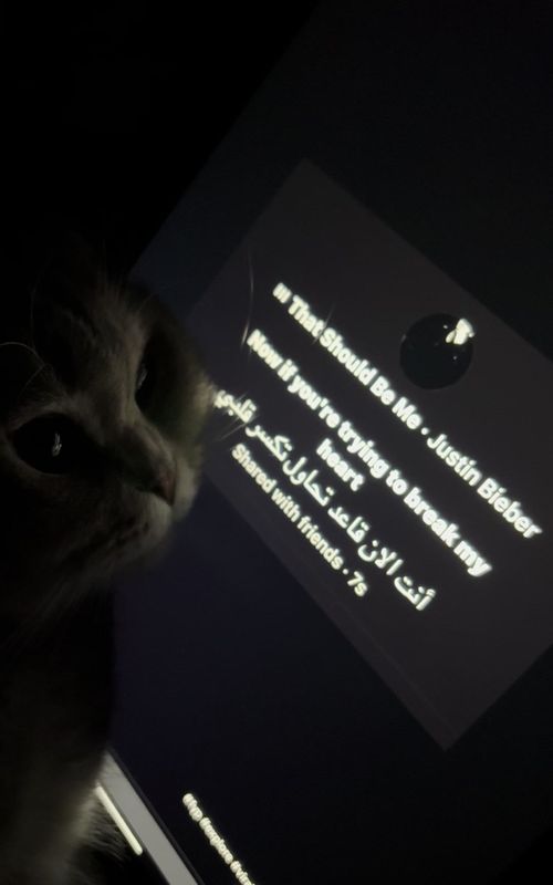 #cat #fyp #foryou #explore #viral 