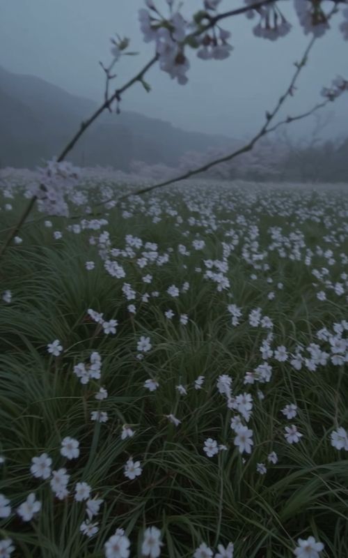 Alone again #landscape #japan #japanlandscape #beautifuldestinations #god #peace #peaceful #silence #alone #rain #triste💔#tristeza #dark #fog #lost #flower #flowers #cloudy #dusk #solitude #empty #emptiness