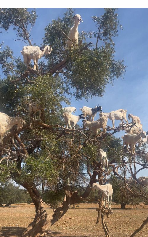 🐐 #traveltiktok #traveltok #morocco #travelbucketlist #fyp 