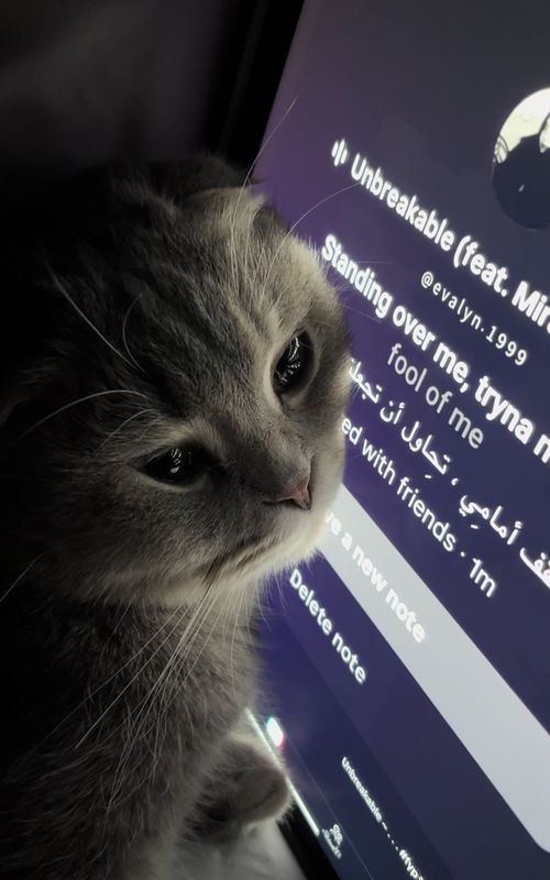 #cat #fyp #foryou #explore #viral 