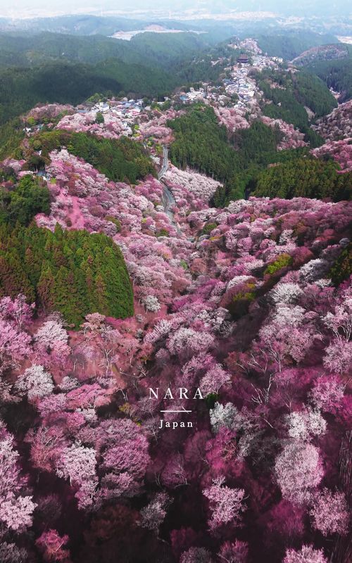 Nara, 奈良 Beautiful places in Japan 🇯🇵  #japan #japantravel