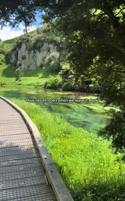 Nature untouched, the way it should be  #nature #bluesprings #newzealand #travel #traveltok 