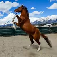 Horsebreeding001