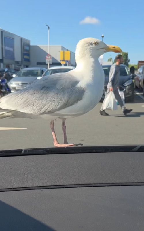 Parecía NORMAL hasta que HIZO esto 🐦 Esta gaviota tenía otros planes... y no lo vi venir 💥 👉 SÍGUEME para más contenido así. ⚠️ Simulación IA. Esto NO es real. #Gaviota #transition #transformation #vlog #ia #ai #aivideo #aiart #inteligenciaartificial #artificialintelligence #seagull #viral