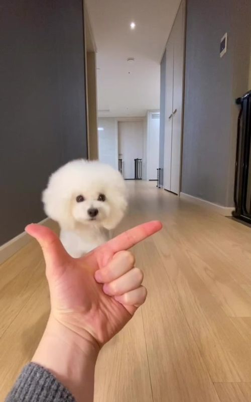 Ara 🐩Woah #woah #woahchallenge #foryou #tiktok #poodle #dogchallenge #dog #trick #dogtrick #이아라 #킴미소