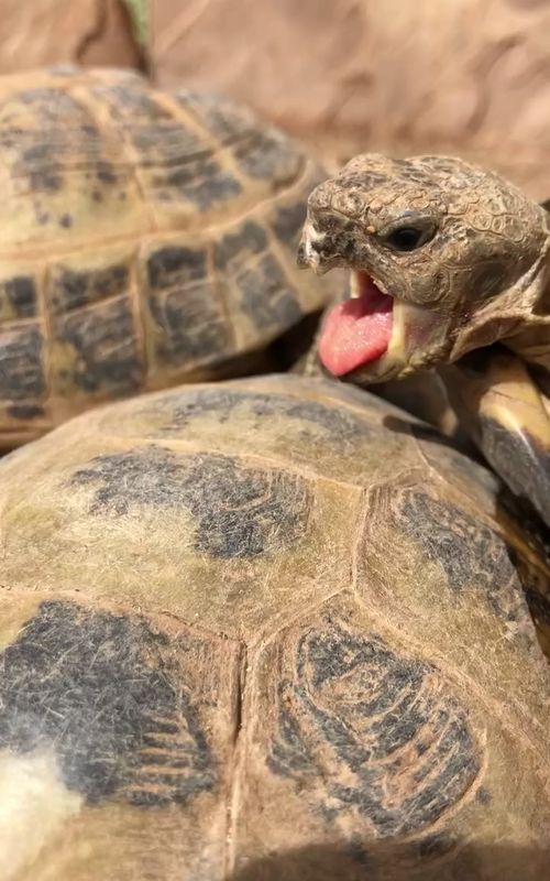 🙈😂 #strengthtraining #tortoise