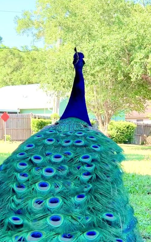 #peacocksound #nomusic 🦚 #loudbirds #birdcall #birdsoftiktok #peacock #peacocklove #peacocksong #beautifulbird #birdslove #beautiful #wow #wildlife