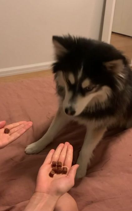 I can’t stop laughing! #OhNo #fyp #funny #funnyvideos #funnydog #challenges #dogchallenge