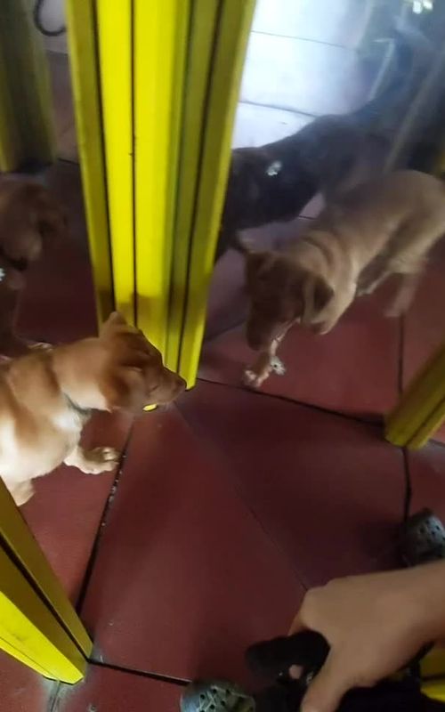 #funny #lol #fyp #foryou #foryoupage #fy #puppy #dog