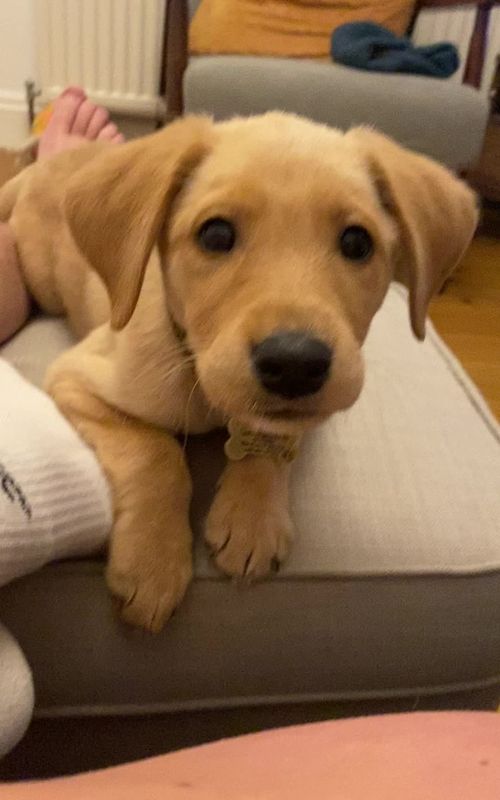 Getting more sassy by the day #dogs #dogsofttiktok #justababy #puppiesoftiktok #labradorpuppy #labrador #dog #puppytiktok #puppies #puppy #chomp #chomper #sassy #sassydog #chomping