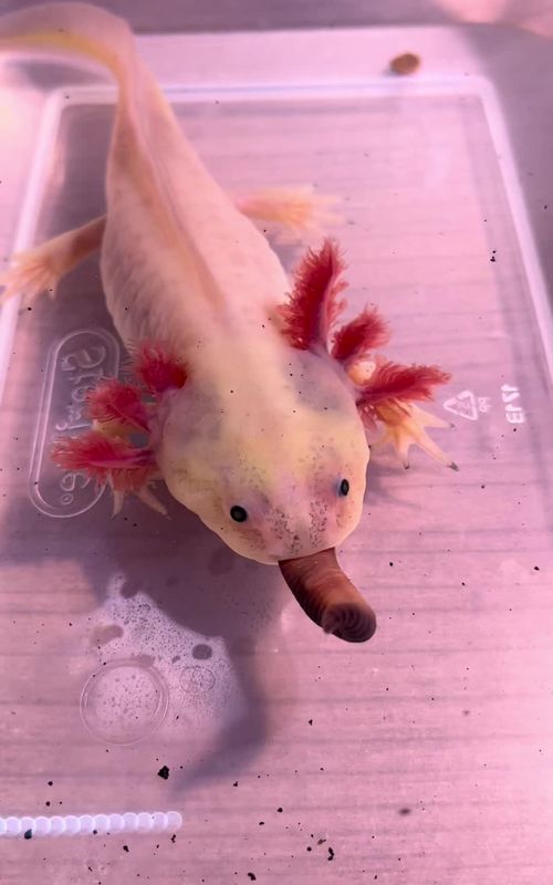 They’re all so unique #axolotls #axolotlsoftiktok #exoticpets #salamander