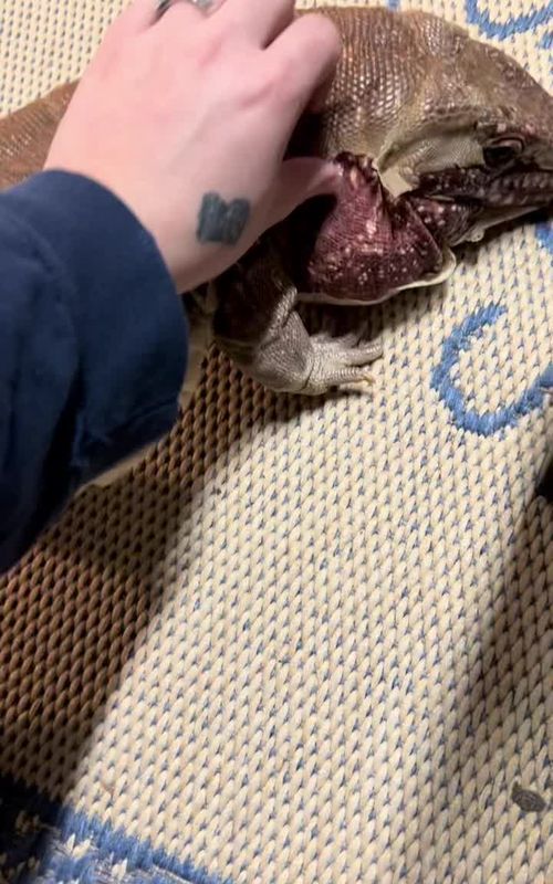 Volume up 🔈 #satisfying #asmr #tegu #reptiles #lizard #fyp #bright #red #satisfyingvideo #volume #foryou #trending #viral #foryoupage #reptilesoftiktok #fypシ