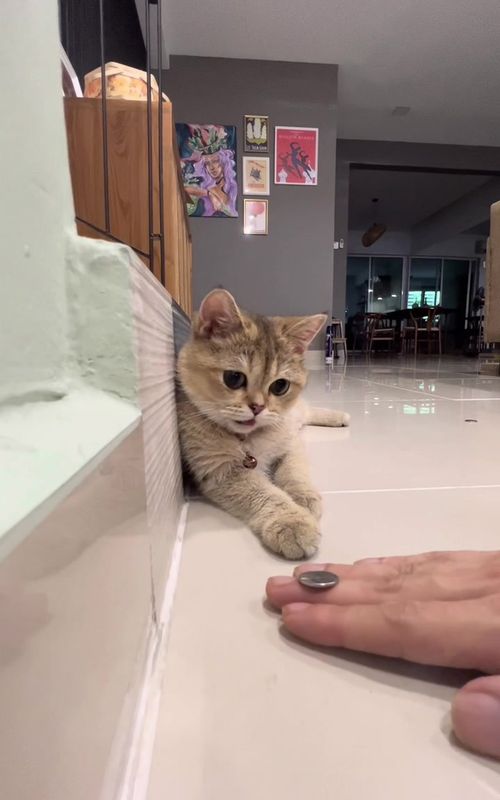 Anything you can do, i can do better. #cattok #cattricks #britishshorthair #tiktokcat