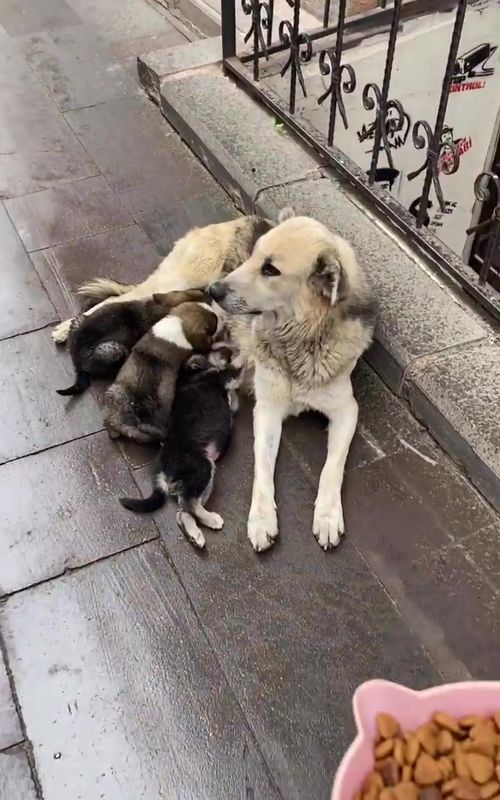 You are brave mum ! Eat more #shortfilm #catsoftiktok #cat #catlover #dogsoftiktok #doglover #dogs #dogrescue #rescue #respect