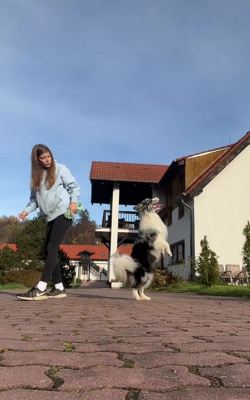 💪🏻#bordercollie #borderkolie #trend #dogtrend #bluemerle #dogtricks 