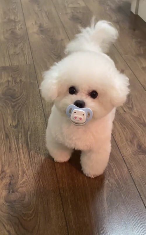 #cutedog #foryou #fyp #bichonfrise 