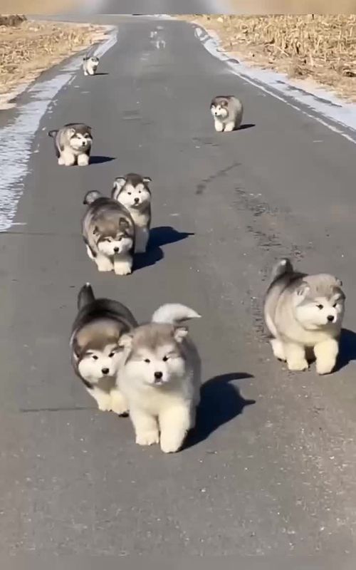 #dog #dogsoftiktok #cute #pet #foryou 